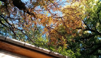 Problem orezivanja drveća iznad kuća u Harambašićevoj ulici