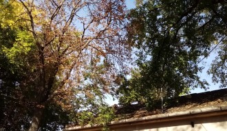 Problem orezivanja drveća iznad kuća u Harambašićevoj ulici