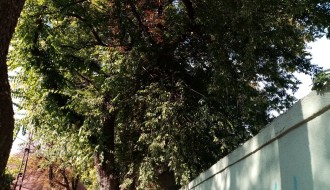 Problem orezivanja drveća iznad kuća u Harambašićevoj ulici