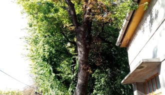 Problem orezivanja drveća iznad kuća u Harambašićevoj ulici