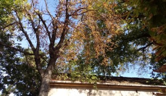 Problem orezivanja drveća iznad kuća u Harambašićevoj ulici