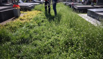 Nepokošena trava na Bajskom groblju