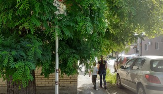 Orezati krošnju na uglu Braće Majer i Tolstojeve