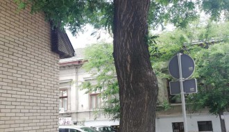 Orezati krošnju na uglu Braće Majer i Tolstojeve