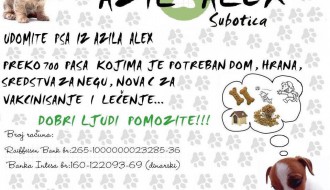 Azil Alex u Subotici, mesto gde svako od nas može izabrati jednog ljubimca!