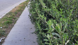 Bicklistička staza preko puta Vetzavoda u Aleksandrovu zarasla u korov