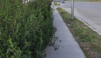 Bicklistička staza preko puta Vetzavoda u Aleksandrovu zarasla u korov