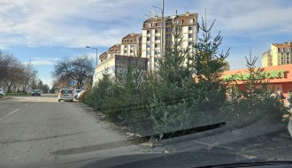 Prodaja jelki sa parking površina kod pijace na Prozivci