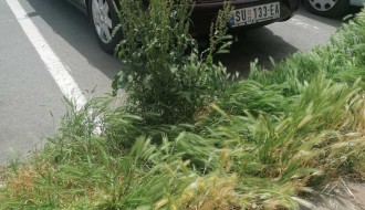 Džungla iza Otvorenog univerziteta