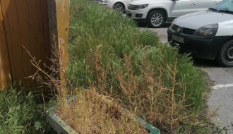 Džungla iza Otvorenog univerziteta