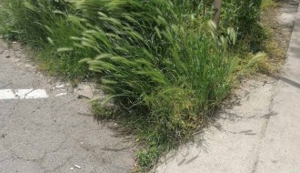 Džungla iza Otvorenog univerziteta