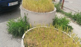 Džungla iza Otvorenog univerziteta