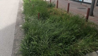 Džungla iza Otvorenog univerziteta