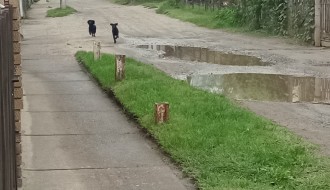 Psi lutalice u Mohačkoj ulici