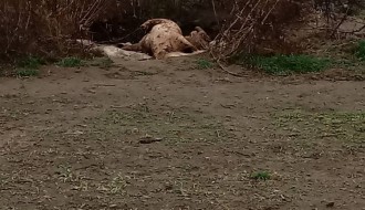 Teror smrada na Kelebiji