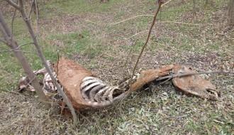 Teror smrada na Kelebiji