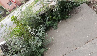 Izvaljeno drvo i trotoar u Petrinjskoj