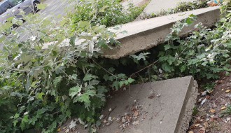 Izvaljeno drvo i trotoar u Petrinjskoj