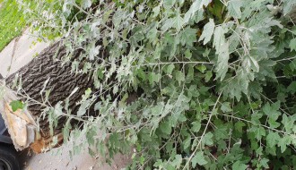 Izvaljeno drvo i trotoar u Petrinjskoj