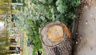 Izvaljeno drvo i trotoar u Petrinjskoj