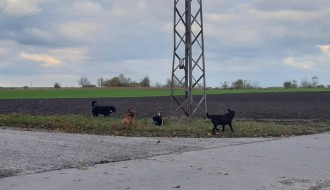 Veliki problem sa psima lutalicama na Bikovu
