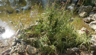 Ništa od obećanja oko uređenja Dudove šume