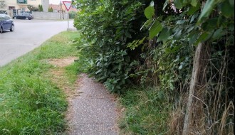 Rastinje iz dvorišta (Teslino naselje)