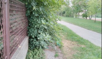 Rastinje iz dvorišta (Teslino naselje)