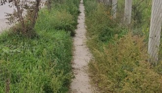 Pešačka staza zarasla u korov i amborziju (Zorkina ulica)