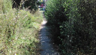 Prave džungle su lepe, ali subotička je ružna