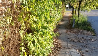 Živa ograda na trotoaru Horgoškog puta