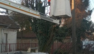 Koliko je potrebno vremena da se poseče jedno drvo