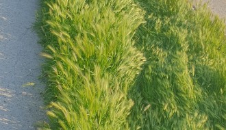 Košenje trave na javnim površinama (Radanovac i drugi delovi)