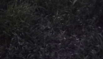 Nije pokošena trava više od tri nedelje