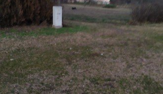 Svakodnevni napadi pasa na Palićkom putu