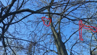 Opasne grane u dvorištu vrtića "Alisa"