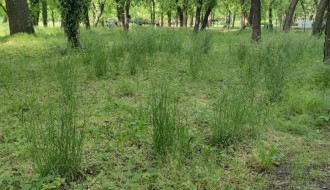 Kad Dudova šuma preraste u prašumu, a boćanje postane ekstremni sport