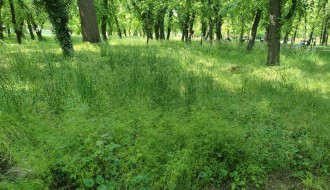 Kad Dudova šuma preraste u prašumu, a boćanje postane ekstremni sport