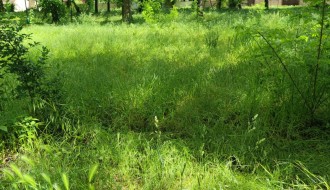 Kad Dudova šuma preraste u prašumu, a boćanje postane ekstremni sport