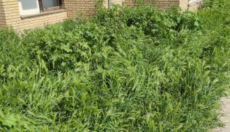 Kad Dudova šuma preraste u prašumu, a boćanje postane ekstremni sport