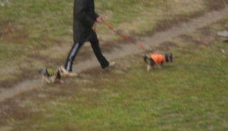 Dečje igralište ili šetalište za domaće ljubimce?