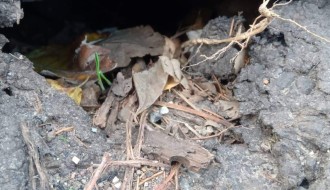 Udarna rupa na Somborskom putu (Franje Kluza)