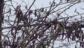 Žice od struje među granama drveća u ulici Blaška Rajića, ispred broja 54