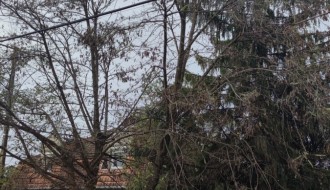 Žice od struje među granama drveća u ulici Blaška Rajića, ispred broja 54