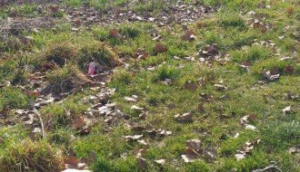 Psi lutalice u Vikend naselju na Paliću