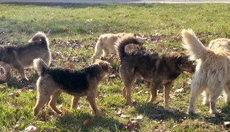 Psi lutalice u Vikend naselju na Paliću