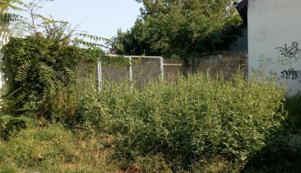 Leglo Ambrozije blizu Ambulante 5