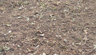 Stočari nomadi uništavaju poljoprivredne useve