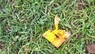 Bačen otrov na Radijalcu