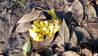 Bačen otrov na Radijalcu